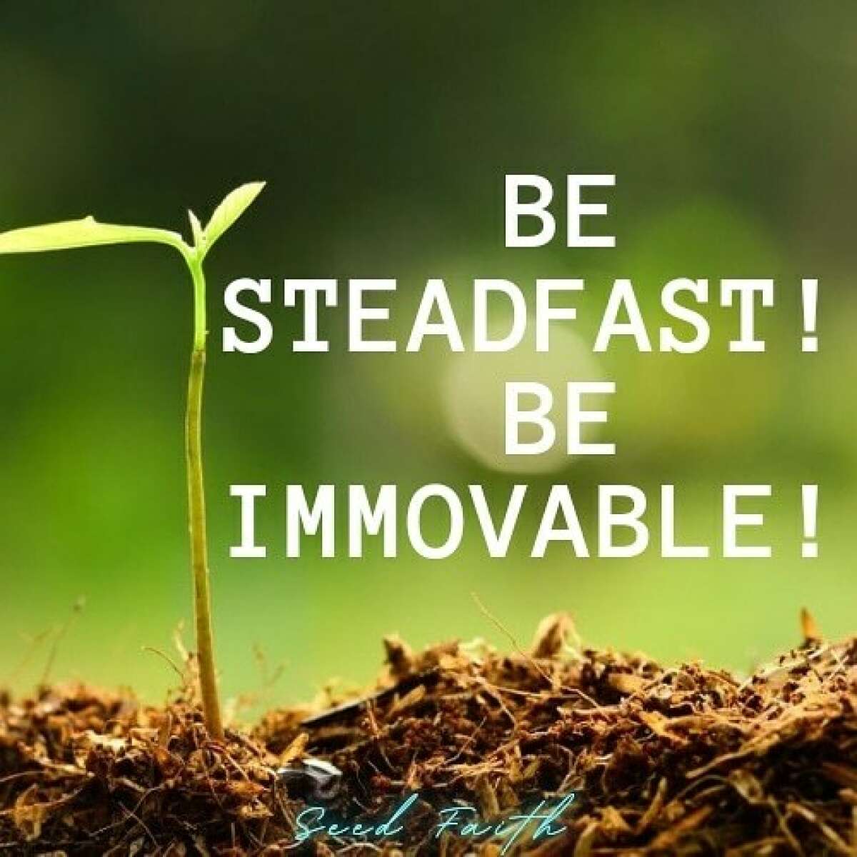 Be Steadfast! Be Immovable! — SEED FAITH
