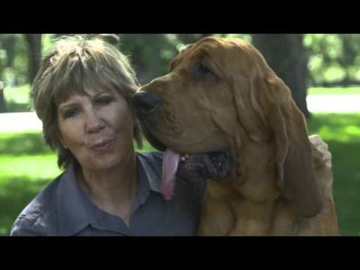 National Purebred Dog Day is Celebrating the heritage, diversity