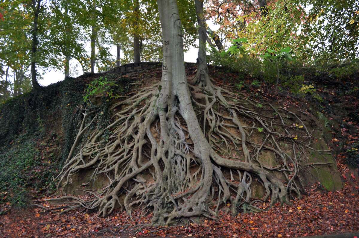Дерево с мощными корнями